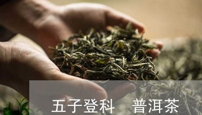 五子登科 普洱茶/2023041394138